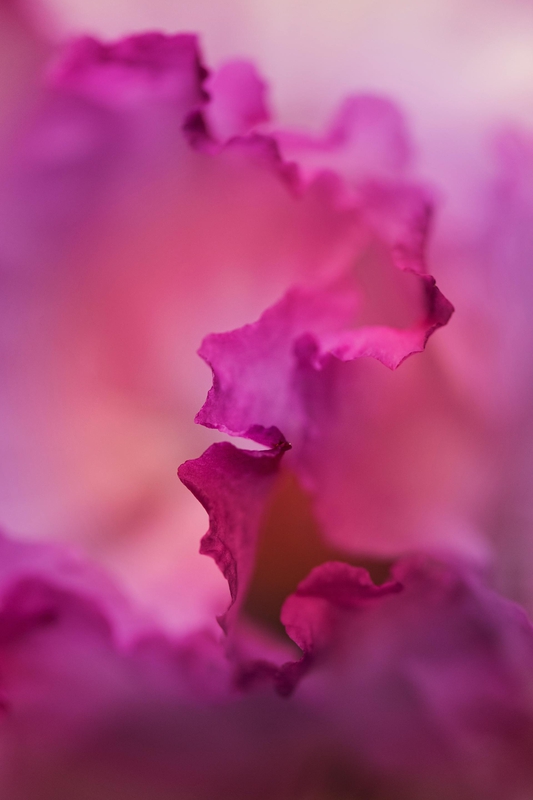 Hoa, mờ, flower, blur - Kat Smith