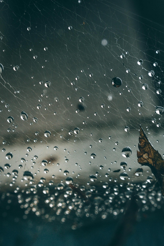 Mưa, hạt mưa, giọt nước, rain, raindrops, water drops - Kate