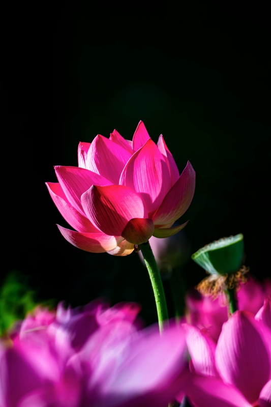 Hoa sen, hoa, mờ, lotus, flower, blur - Klub Boks