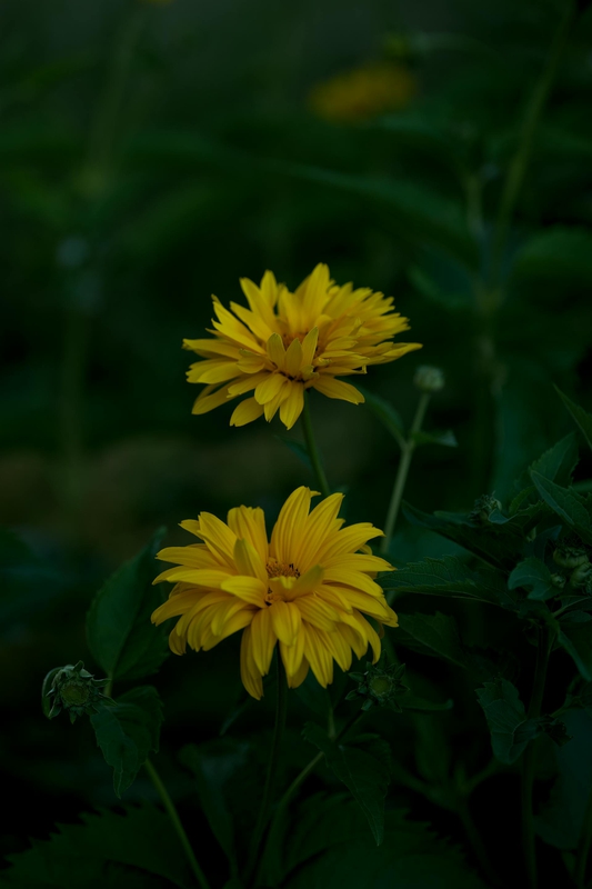 Hoa cúc, daisy, hoa, màu vàng, chrysanthemum, yellow- Lauri Poldre