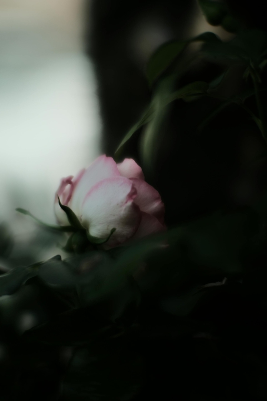Hoa, flower, mờ, blur - Mak_ jp 2