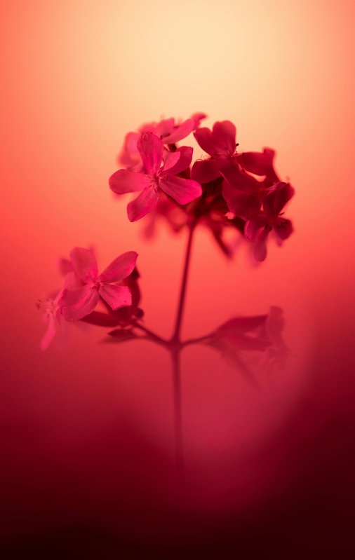 Hoa, mờ, flower, blur - Marek Piwnicki 1