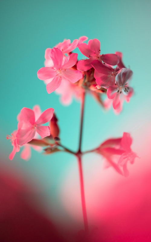 Hoa, mờ, flower, blur - Marek Piwnicki 2