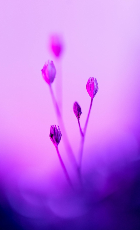 Hoa tím, hoa, màu tím, mờ, purple flower, flower, purple, blur- Marek Piwnicki 4
