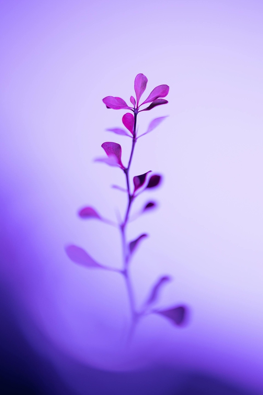 Hoa tím, hoa, màu tím, mờ, purple flower, flower, purple, blur- Marek Piwnicki 1