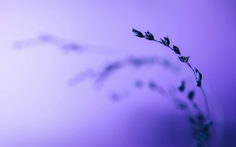 Hoa tím, hoa, màu tím, mờ, purple flower, flower, purple, blur- Marek Piwnicki 2