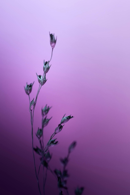 Hoa tím, hoa, màu tím, mờ, purple flower, flower, purple, blur- Marek Piwnicki 3