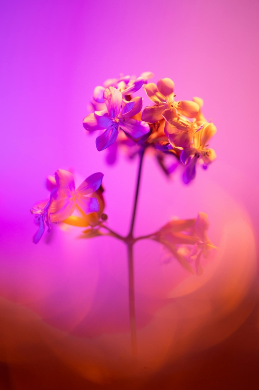 Hoa, mờ, flower, blur - Marek Piwnicki