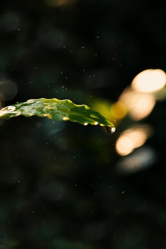 Lá , mưa, hạt mưa, giọt nước, rain, raindrops, water drops - Mirac Sendil