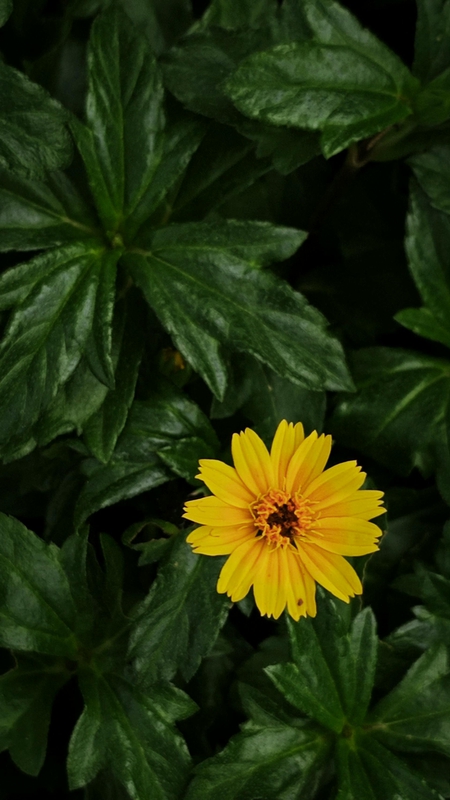 Hoa cúc, daisy, hoa, màu vàng, chrysanthemum, yellow- Nischal