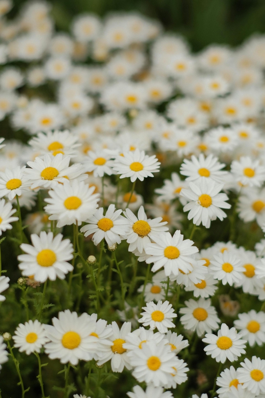 Hoa cúc, daisy, hoa, màu trắng, chrysanthemum, white- Oğuzhan Karataş