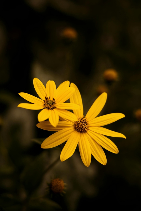 Hoa cúc, daisy, hoa, màu vàng, chrysanthemum, yellow-Pegah Sharifi