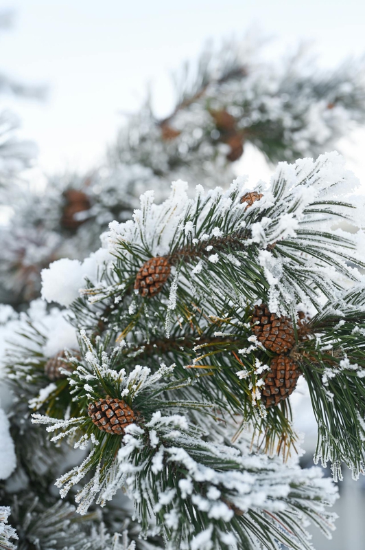 Giáng sinh, cây thông, quả thông, tuyết, lạnh giá, màu đông, pine trees, pine cone,snow, cold, winter - Vera