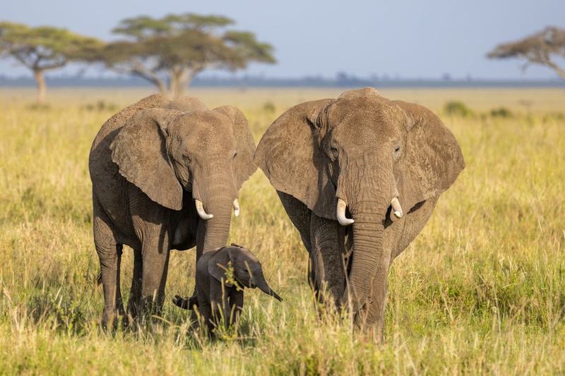 Con voi, đàn voi, hoang dã, động vật, rừng, elephant, herd of elephants, wild, animal, forest - Balazs Simon