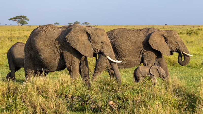 Con voi, đàn voi, hoang dã, động vật, rừng, elephant, herd of elephants, wild, animal, forest - Balazs Simon 1