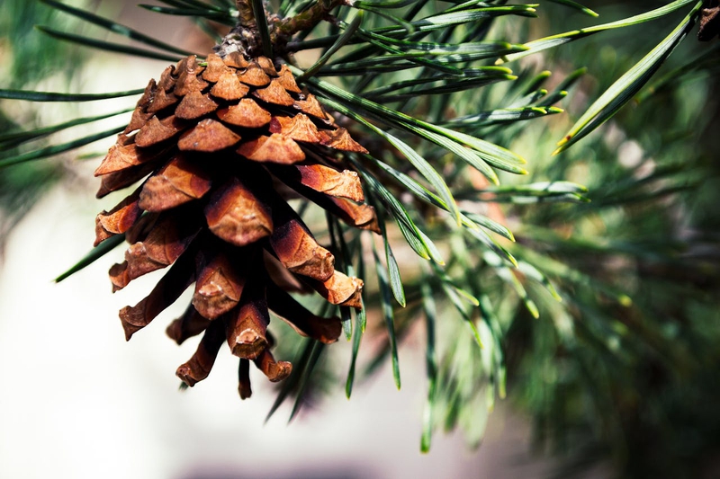 Giáng sinh, trái thông, thông khô, trang trí, christmas, pine cones, dried pine, decoration - Brett Sayles 1