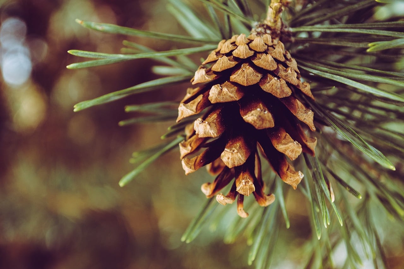 Giáng sinh, trái thông, thông khô, trang trí, christmas, pine cones, dried pine, decoration - Brett Sayles