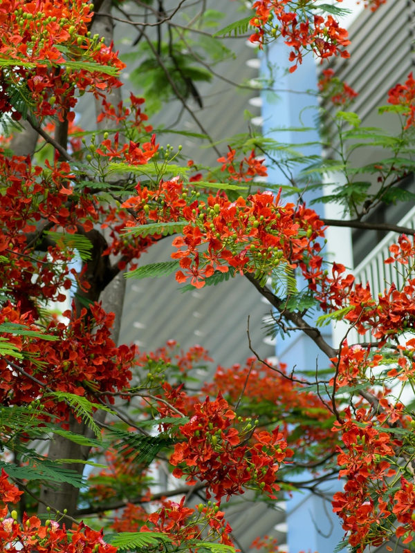 Hoa phượng, hoa, mùa hè, royal poinciana, flower, summer- C.T. PHAT