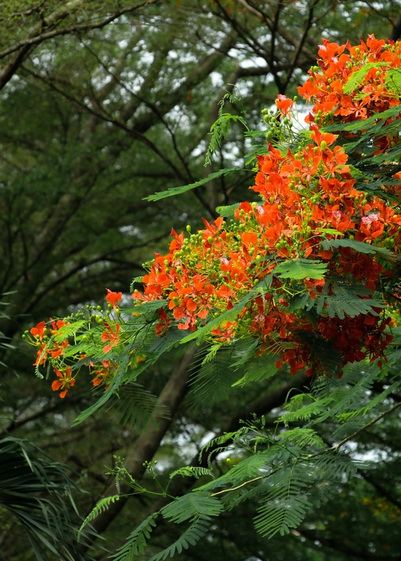 Hoa phượng, hoa, mùa hè, royal poinciana, flower, summer- C.T. PHAT 1
