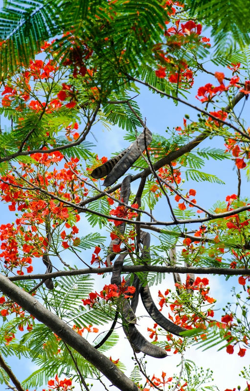 Hoa phượng, hoa, mùa hè, royal poinciana, flower, summer- C.T. PHAT 2