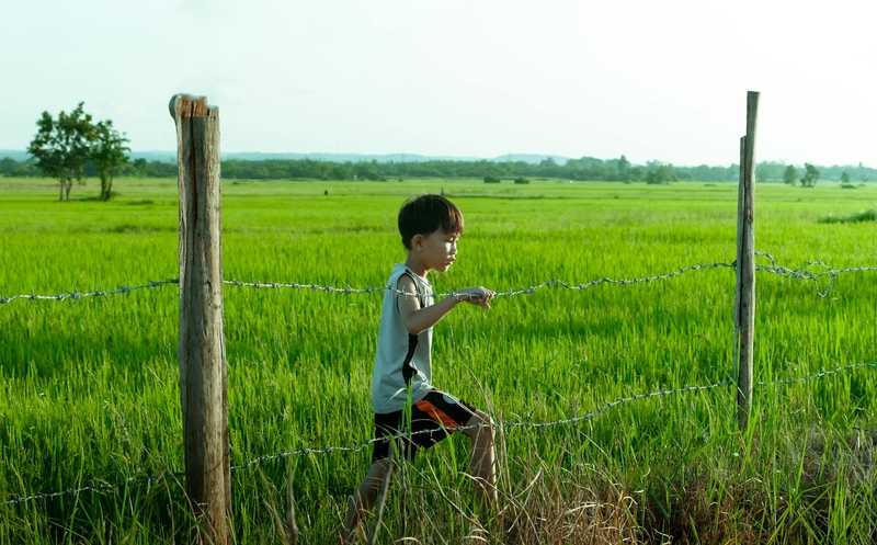 Bé trai, trẻ em, tuổi thơ, đồng ruộng, boy, child, childhood, field- C.T. PHAT 4