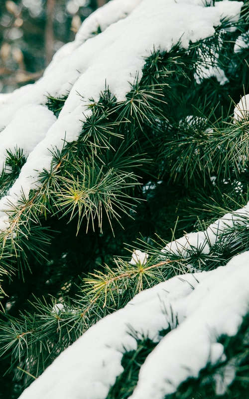 Giáng sinh, cây thông, tuyết, lạnh giá, màu đông, pine trees, snow, cold, winter - Cheng Shi Song