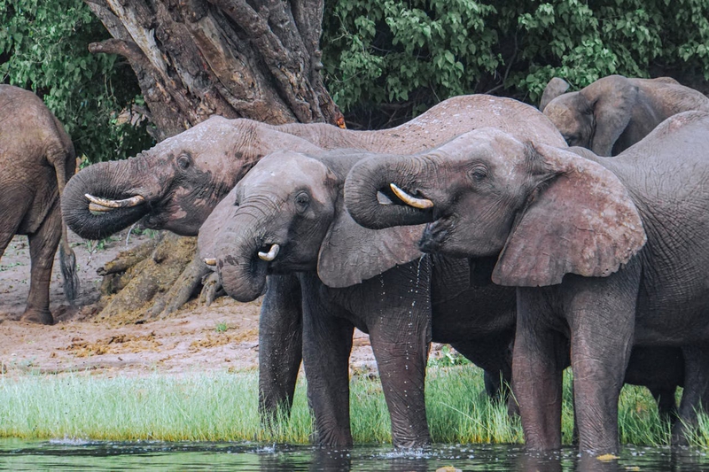 Con voi, đàn voi, hoang dã, động vật, rừng, elephant, herd of elephants, wild, animal, forest - Tomasz Dworczyk 4