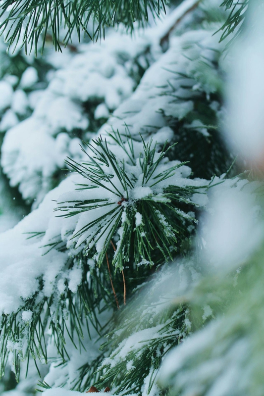 Giáng sinh, cây thông, tuyết, lạnh giá, màu đông, pine trees, snow, cold, winter - Darya Grey_Owl