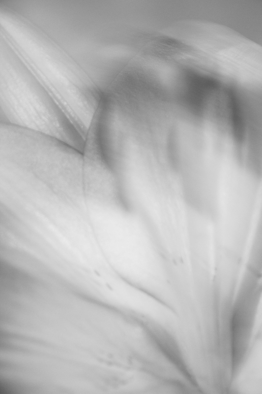 Cánh hoa, nền, trắng đen, petals, background, black and white - DI LAI
