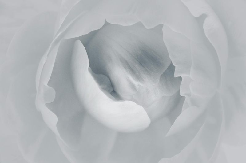 Cánh hoa, nền, trắng đen, petals, background, black and white - DI LAI 1