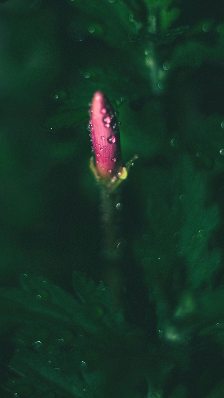Hoa sen, búp sen, hoa, lotus, lotus bud, flower- DI LAI 5