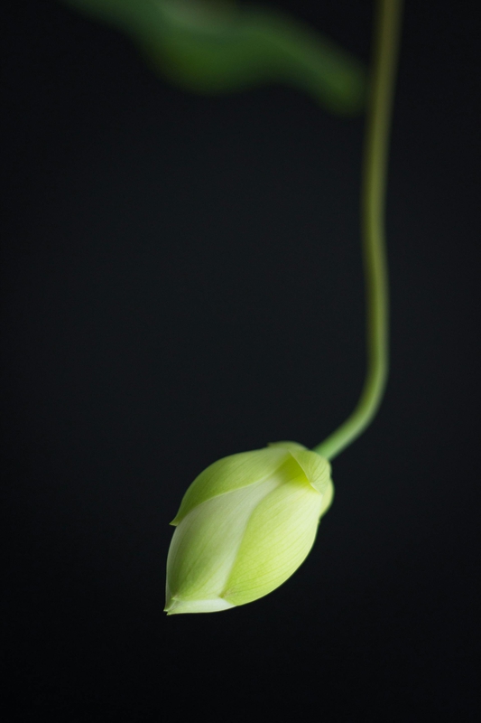 Hoa sen, búp sen, hoa, lotus, lotus bud, flower- DI LAI 8