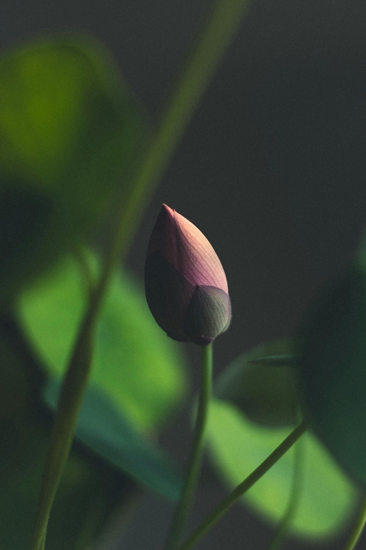 Hoa sen, búp sen, hoa, lotus, lotus bud, flower- DI LAI 2