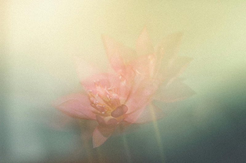 Hoa, mờ, flower, blur - DI LAI 2