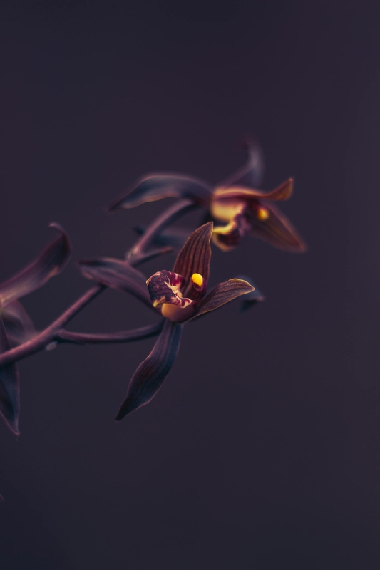 Hoa, mờ, flower, blur - DI LAI 1