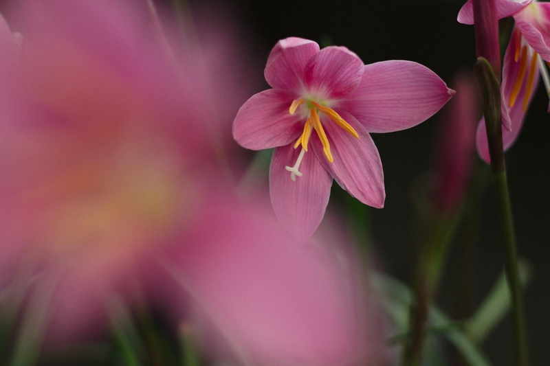 Hoa, màu hồng, pink, mờ, blur, flower- DI LAI