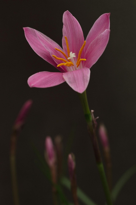 Hoa, màu hồng, pink, mờ, blur, flower- DI LAI 1