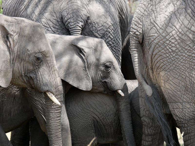 Con voi, đàn voi, hoang dã, động vật, rừng, elephant, wild, animal, forest - Dirk Pothen