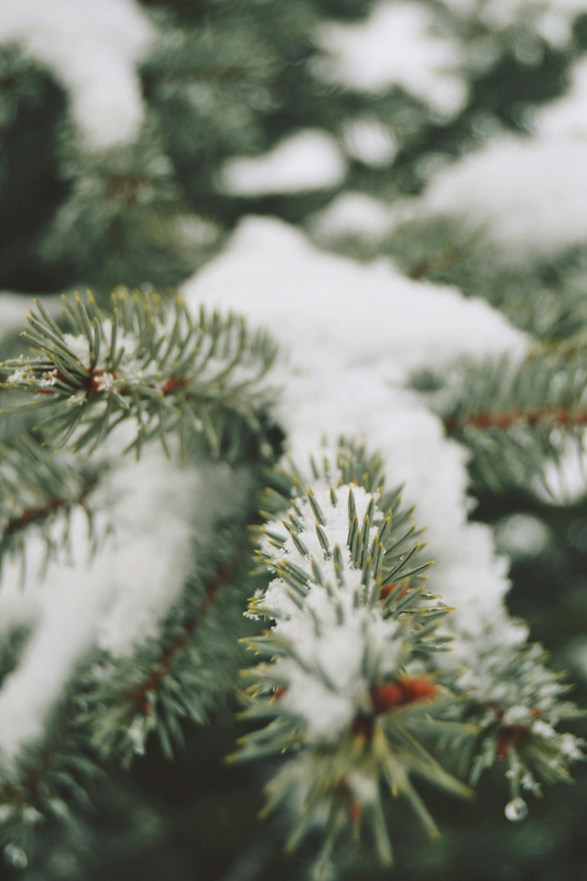 Giáng sinh, cây thông, tuyết, lạnh giá, màu đông, pine trees, snow, cold, winter - Duygu Kamar