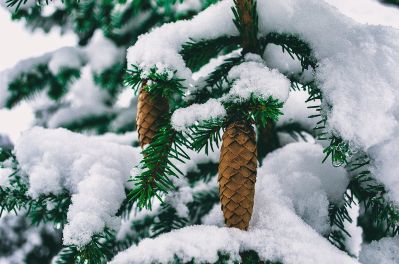 Giáng sinh, cây thông, tuyết, lạnh giá, màu đông, pine trees, snow, cold, winter -  Евгений Карепанов
