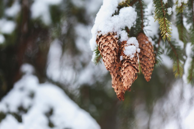 Giáng sinh, cây thông, tuyết, lạnh giá, màu đông, pine trees, snow, cold, winter - Julia Filirovska
