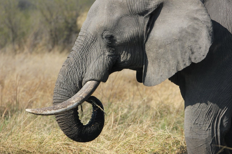 Con voi, ngà voi, hoang dã, động vật, rừng, elephant, ivory, wild, animal, forest - Garreth Brown