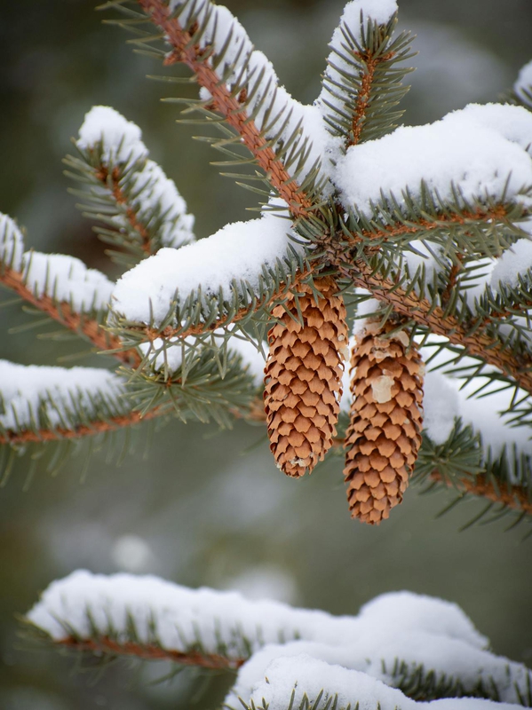 Giáng sinh, cây thông, quả thông, tuyết, lạnh giá, màu đông, pine trees, pine cone,snow, cold, winter - Hanif Sarıkaya