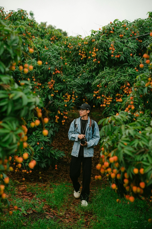 Con trai, chụp ảnh, vườn vải, nông dân, lychee garden, boy, farmer - HONG SON 2