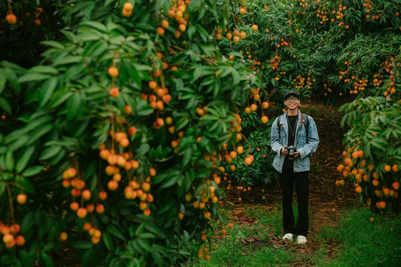 Con trai, chụp ảnh, vườn vải, nông dân, lychee garden, boy, farmer - HONG SON 3