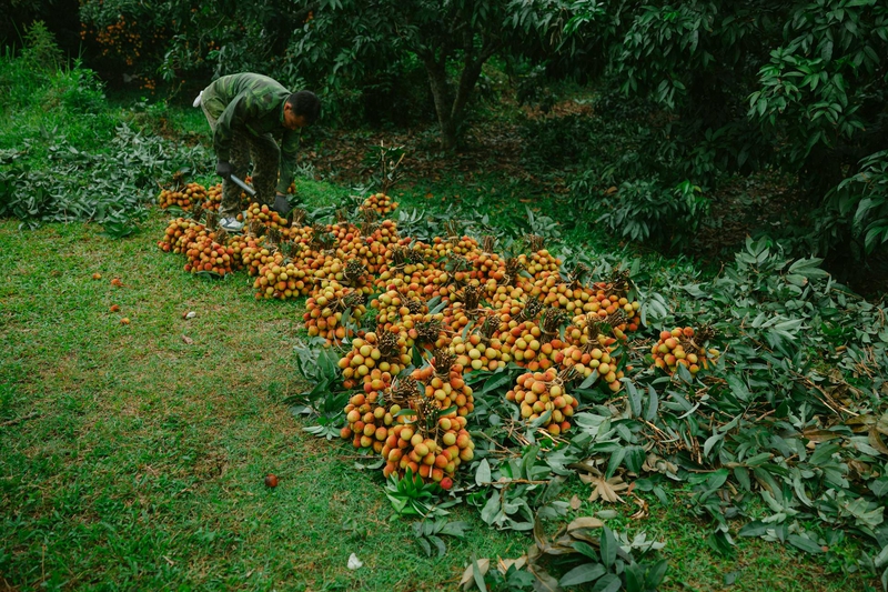 Đàn ông, vườn vải, nông dân, lychee garden, man, farmer - HONG SON