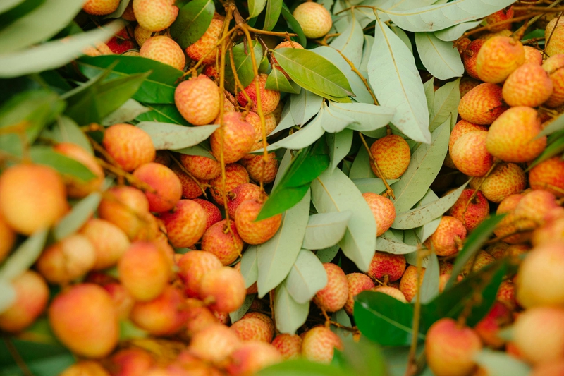 Vườn vải, trái vải, lychee garden, lychee - HONG SON