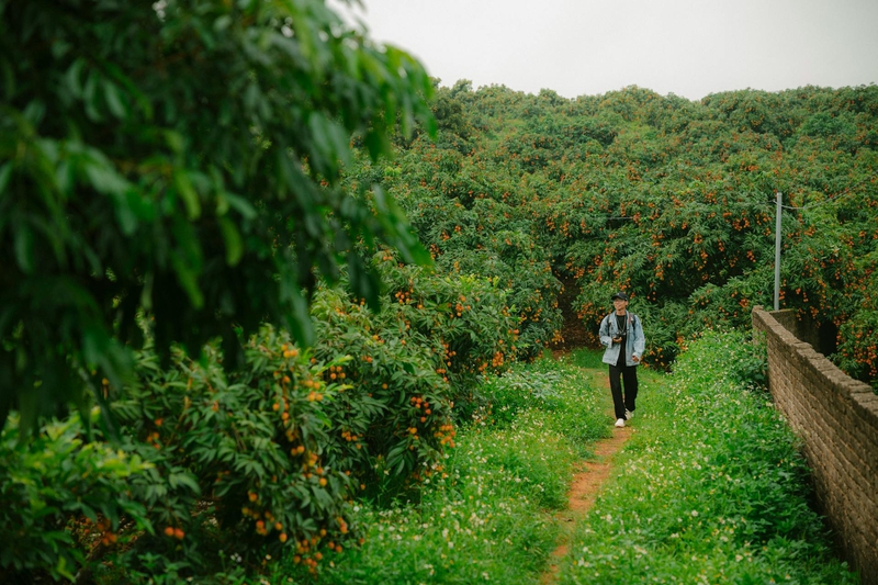 Con trai, chụp ảnh, vườn vải, nông dân, lychee garden, boy, farmer - HONG SON 5