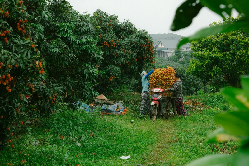 Đàn ông, vườn vải, nông dân, lychee garden, man, farmer - HONG SON 1