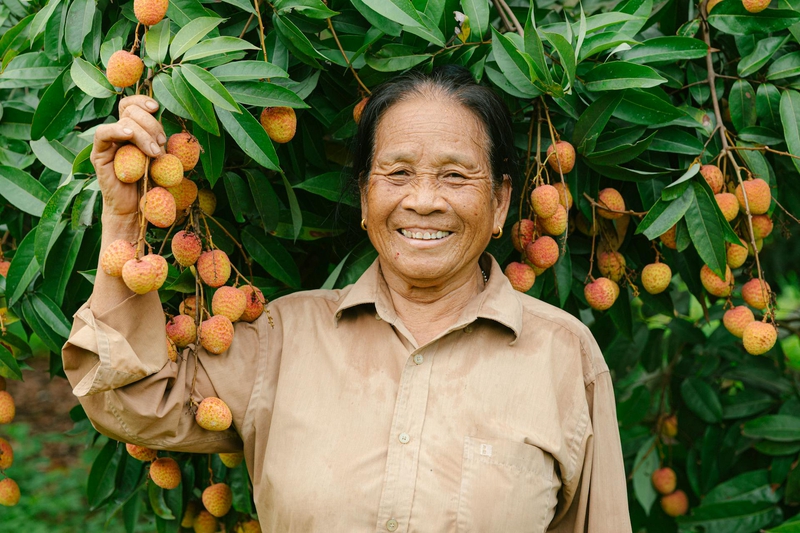 Phụ nữ, vườn vải, nông dân, lychee garden, woman, farmer - HONG SON 1